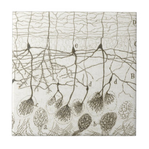 Cajal's Neurons 8 Tile