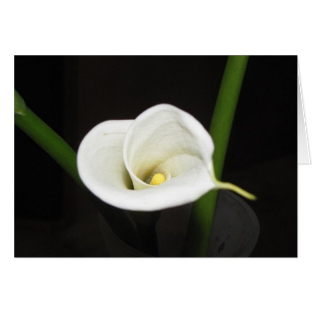 Cala Lily Card (Front Horizontal)