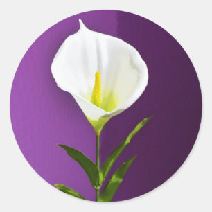 Cala Lily Flower Classic Round Sticker
