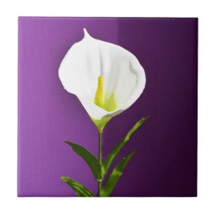 Cala Lily Flower Tile