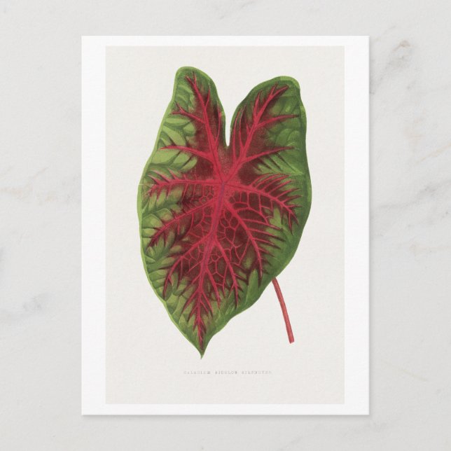 Caladium bicolor splendens leaf illustration.  postcard (Front)