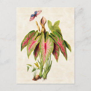 Caladium Vintage Botanical Postcard