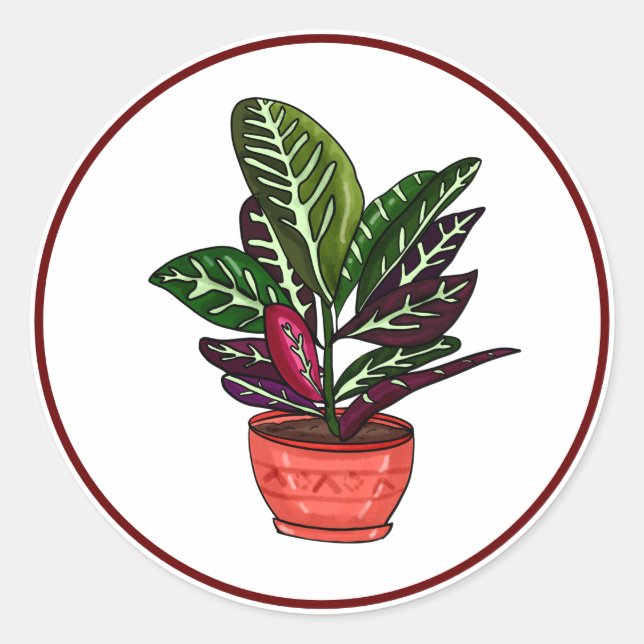 Calathea Hand Drawn Houseplant Art  Classic Round Sticker (Front)