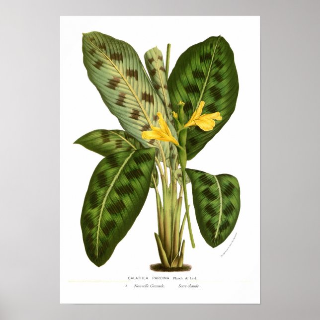 Calathea pardina poster (Front)
