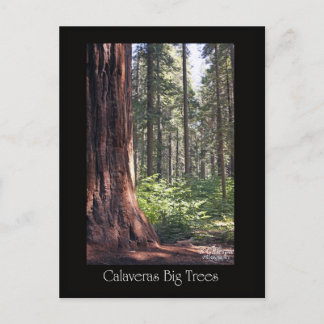 Calaveras Big Trees Postcard