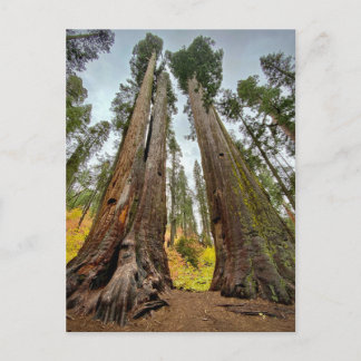 Calaveras Big Trees State Park, California Postcard