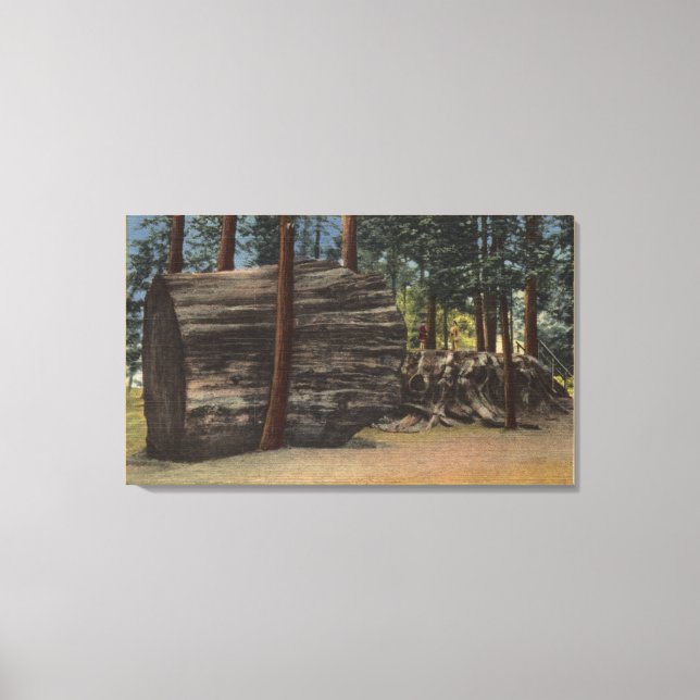 Calaveras Big Trees State Park Canvas Print (Front)