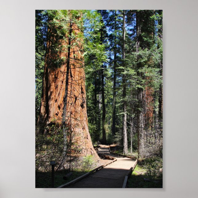 Calaveras Big Trees trail Poster (Front)
