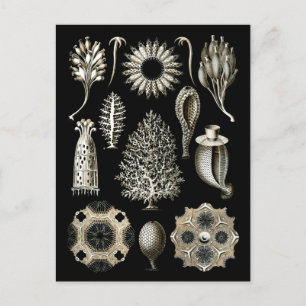 Calcareous Sponges Postcard