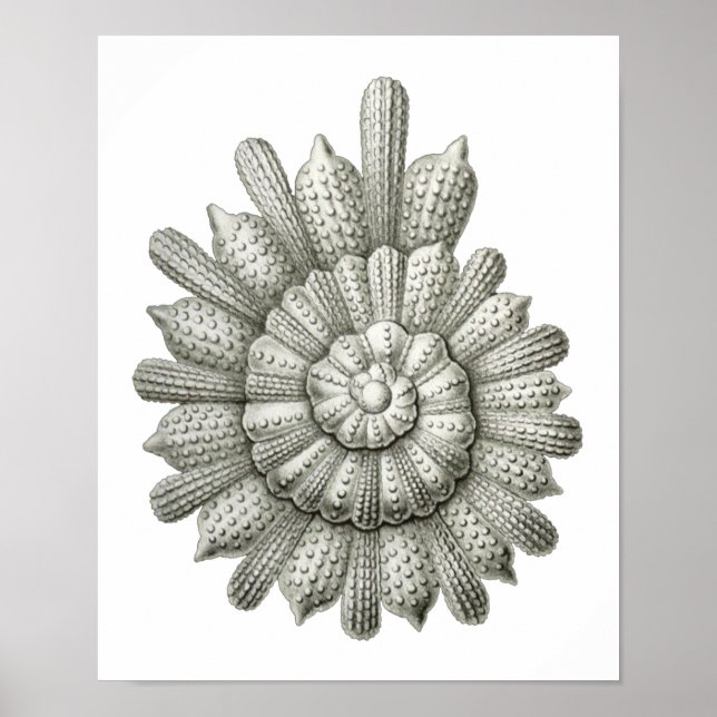 Calcarina clavigera Ernst Haeckel Fine Art Poster (Front)