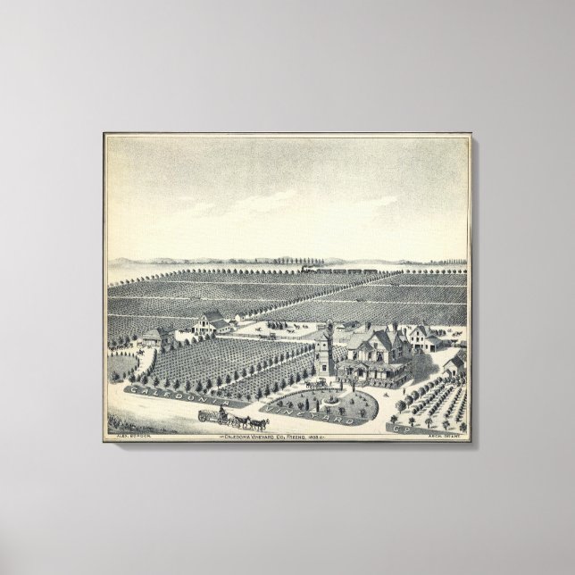 Caledonia Vineyard County, Fresno Canvas Print (Front)