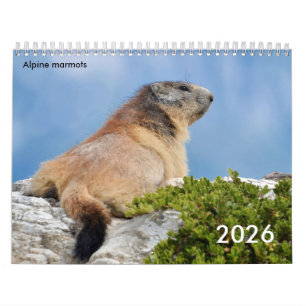 Calendar 2023 of Alpine marmots