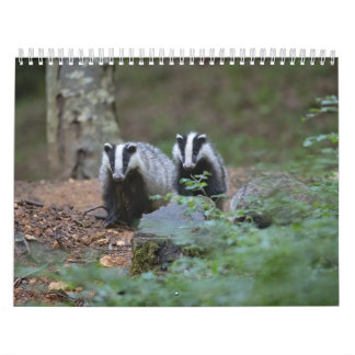 Calendar Badgers Calendar Badgers Forest Forest