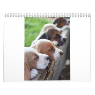 calendar Basset hound