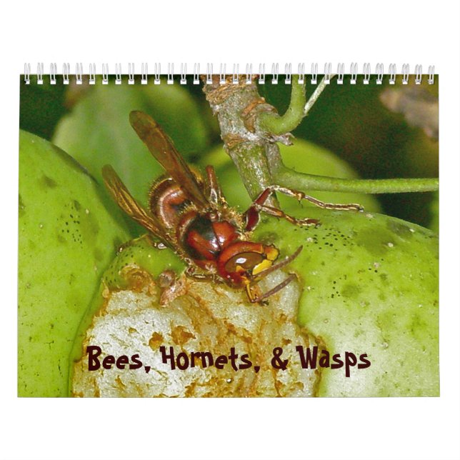 Calendar - Bees, Hornets, & Wasps (Cover)