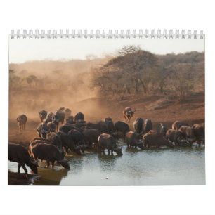 Calendar Buffalo Calendar Buffalo Animal