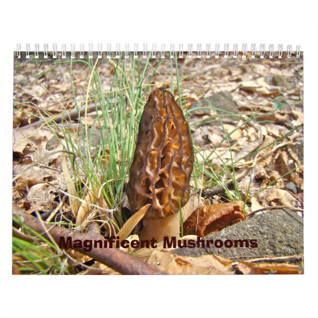Calendar - Magnificent Mushrooms (Cover)