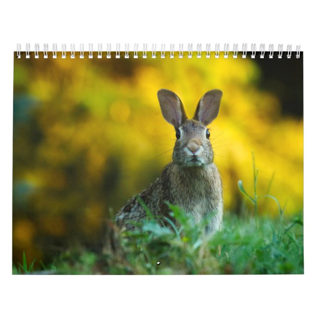 Calendar Rabbit Hare, Calendar Rabbit Hares (Cover)