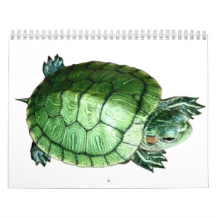 Calendar  Turtle
