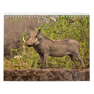 Calendar Warthog Calendar Warthog