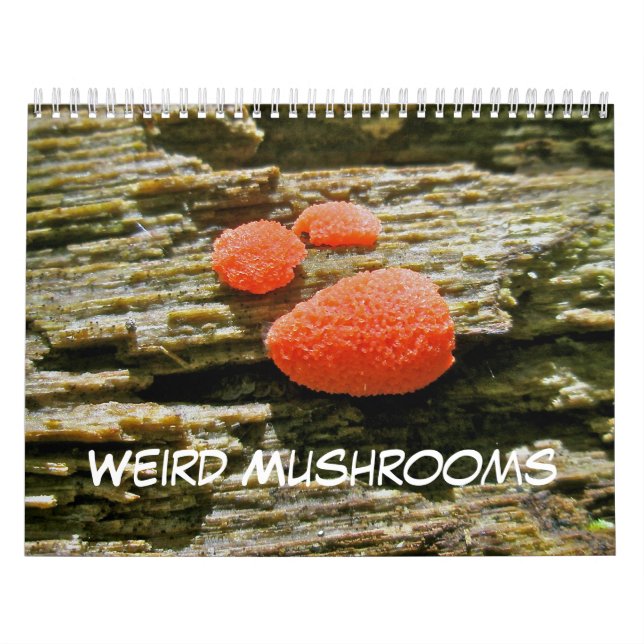 Calendar Weird Mushrooms (Cover)
