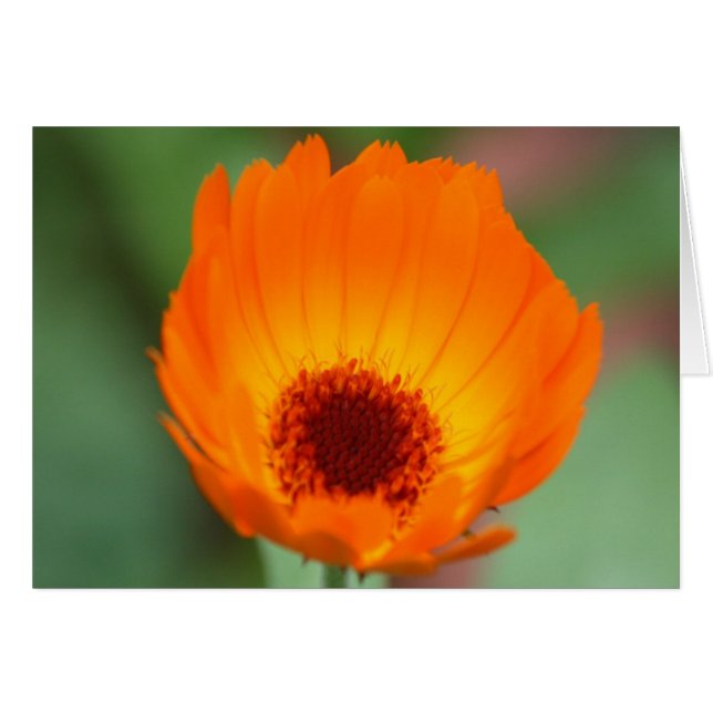 Calendula (Front Horizontal)