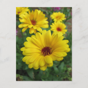 Calendula Blossoms Postcard