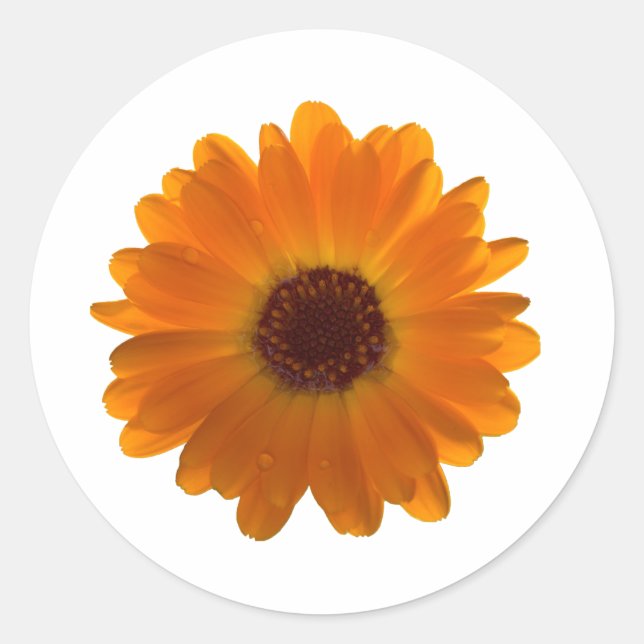 Calendula Classic Round Sticker (Front)