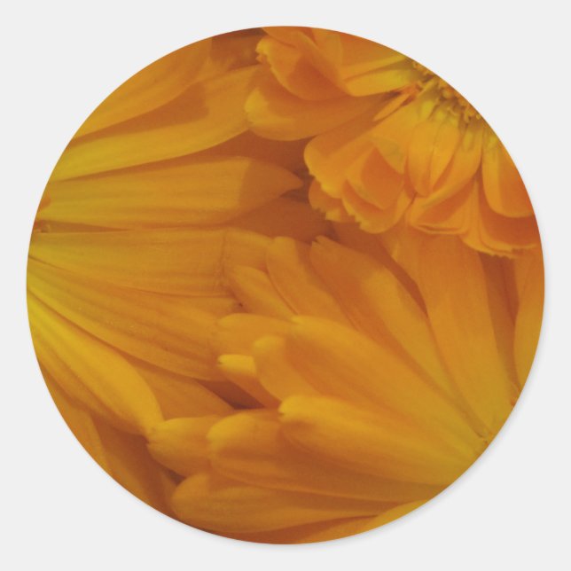 Calendula Classic Round Sticker (Front)