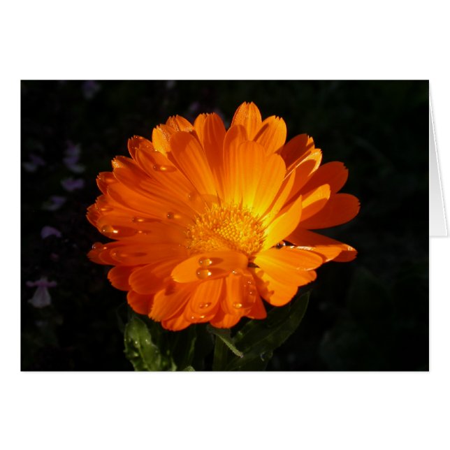 Calendula officinalis (Front Horizontal)