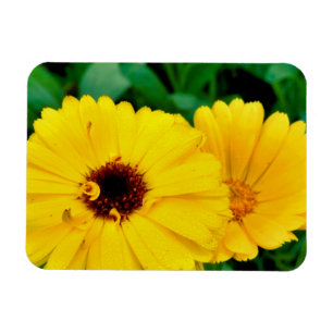 Calendula Officinalis Magnet