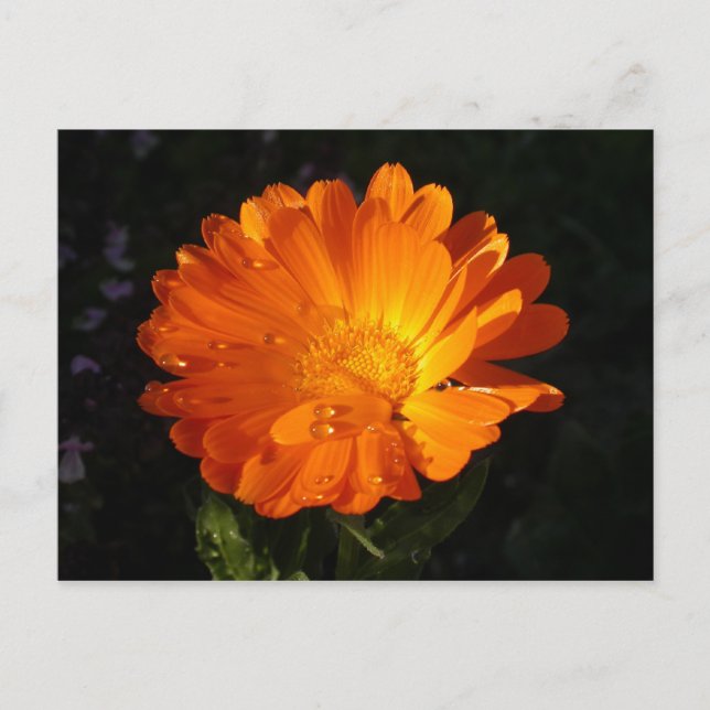 Calendula officinalis postcard (Front)