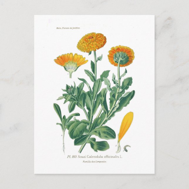 Calendula officinalis (Pot marigold) Postcard (Front)