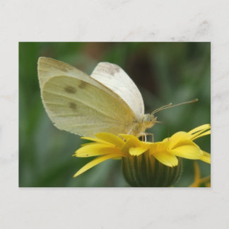 Calendula party! postcard