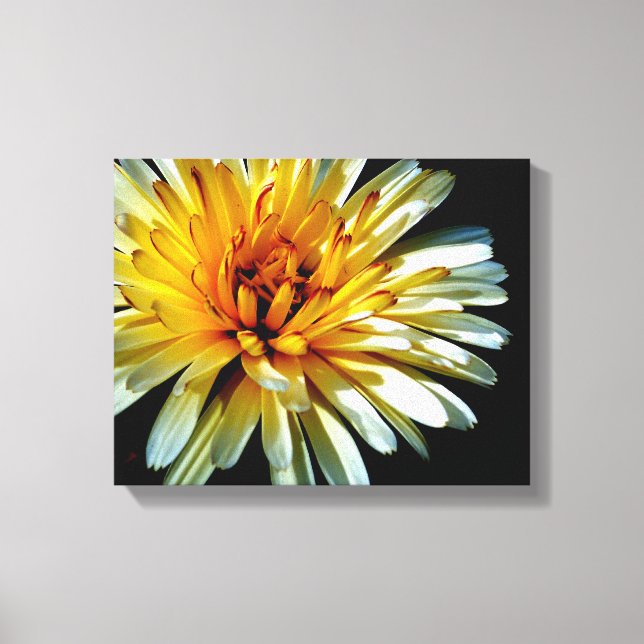 Calendula Wow Canvas Print (Front)
