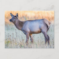 Calf Elk | Madison Junction, Wyoming