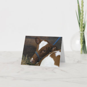 Calf greeting card