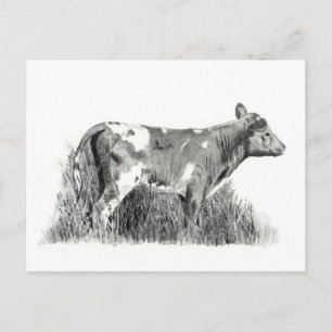CALF IN PENCIL POSTCARD