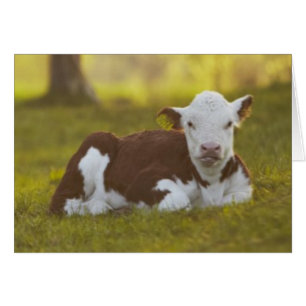 Calf Resting