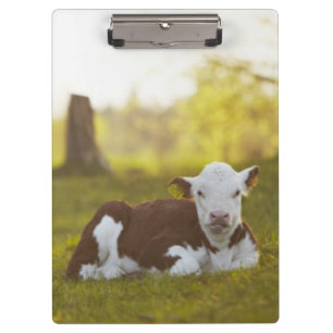 Calf Resting Clipboard