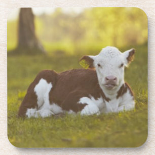 Calf Resting Coaster