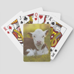 Calf Resting Playing Cards