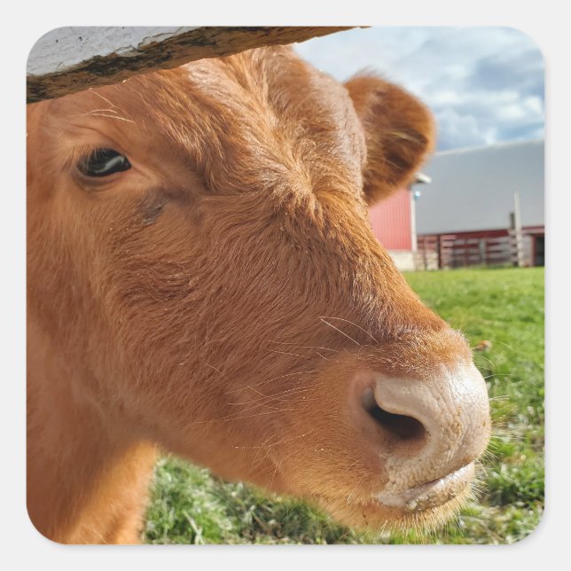 Calf Square Sticker (Front)