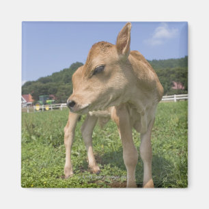 Calf standing magnet