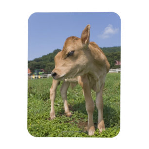 Calf standing magnet