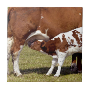 Calf suckling tile