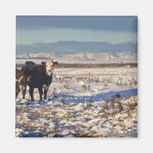 calgary, alberta, canada magnet (Front)