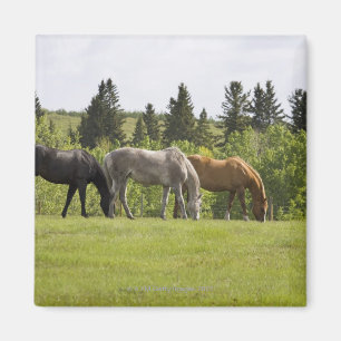 Calgary, Alberta, Canada Magnet