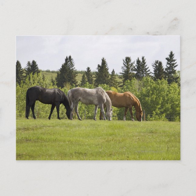 Calgary, Alberta, Canada Postcard (Front)