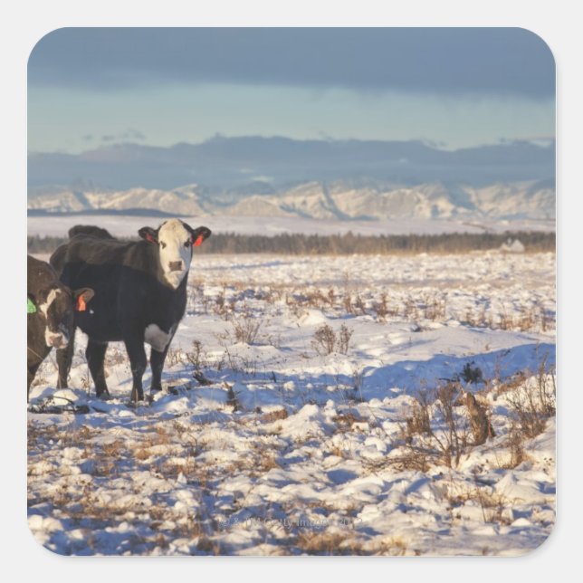 calgary, alberta, canada square sticker (Front)